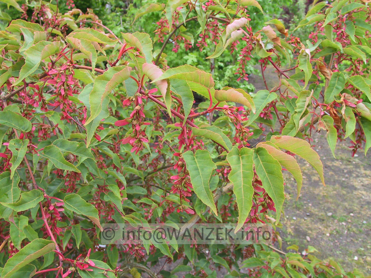 Acer davidii -Samenstaende nah.JPG